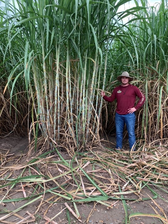 Man standing next to sugarcane.jpg thumbnail
